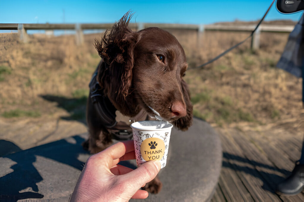 dog ice cream paper cups