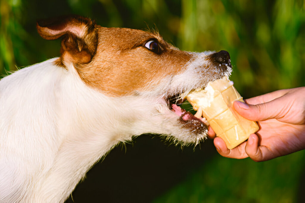 pet eat ice cream in a paper cup