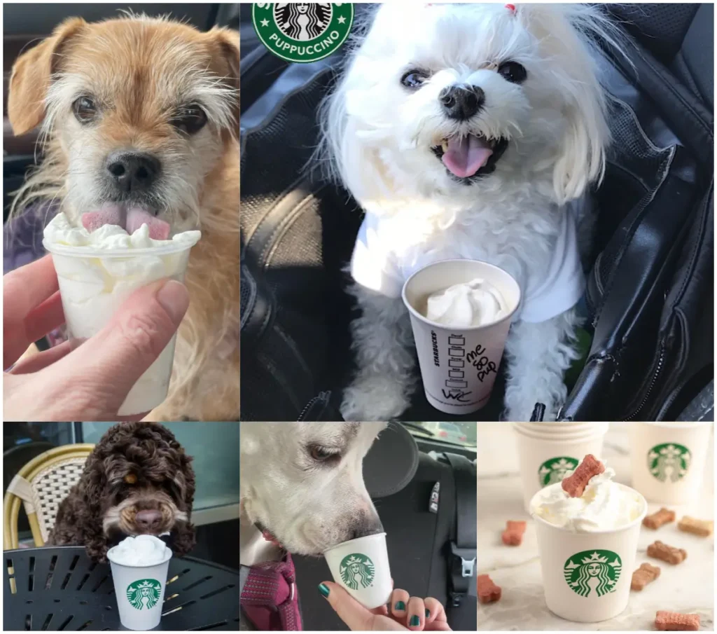 what is a pup cup from starbucks​0a0a